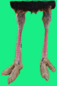 Ostrich legs 2.jpg