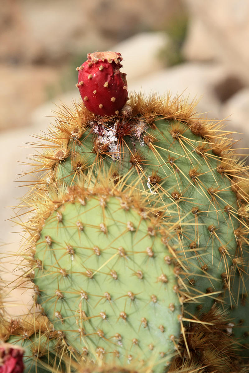 Joshua Tree