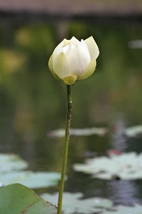 Mauritius - Lotus Flower (Pamplemousses Garden)