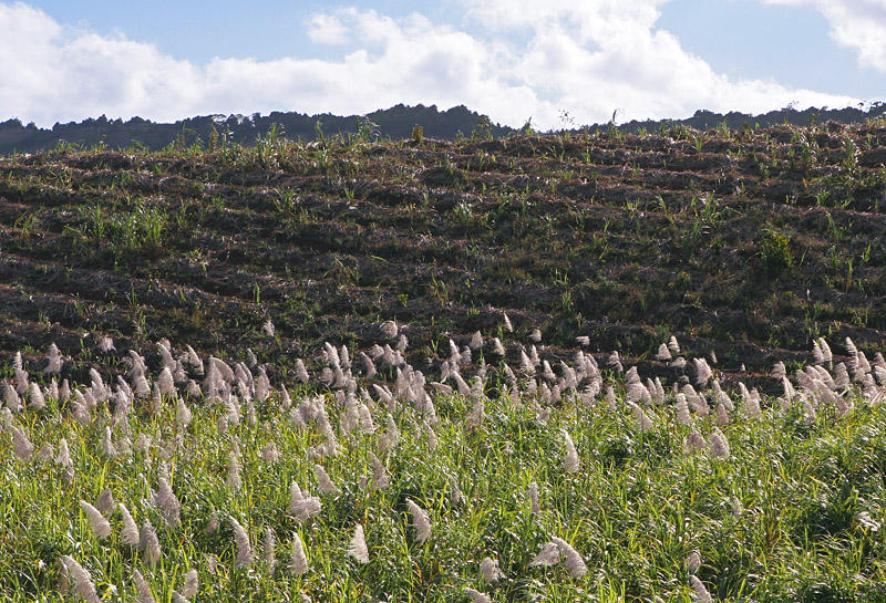 Mauritius - Sugar Cane Fields