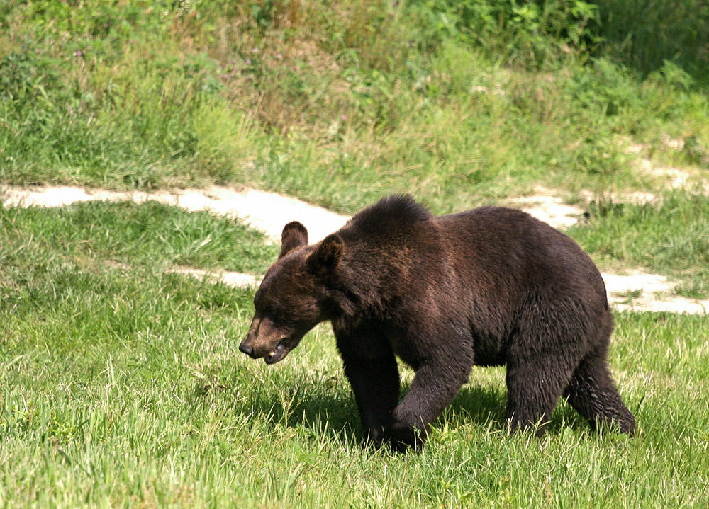 Six Flags Wild Safari - Baby Bear