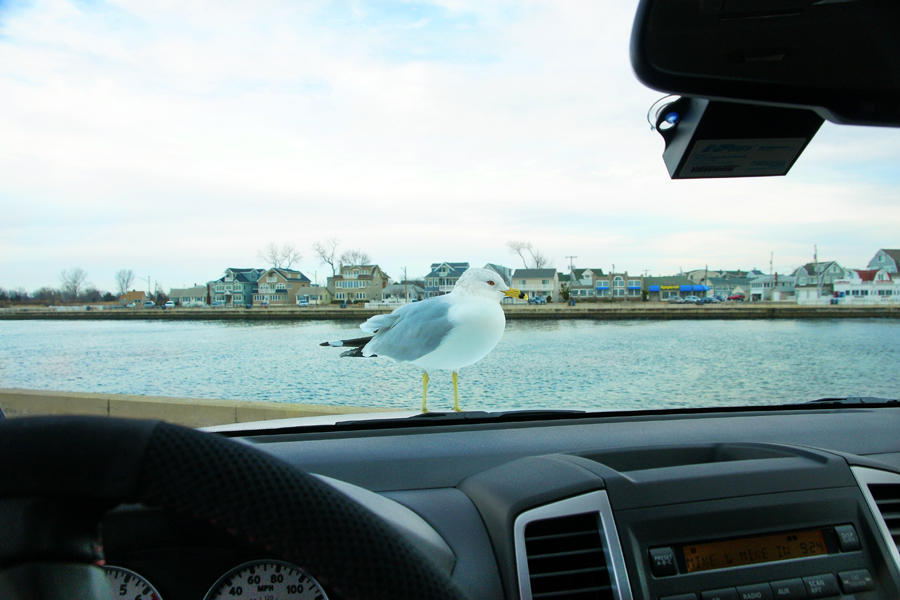 Gull on Hood