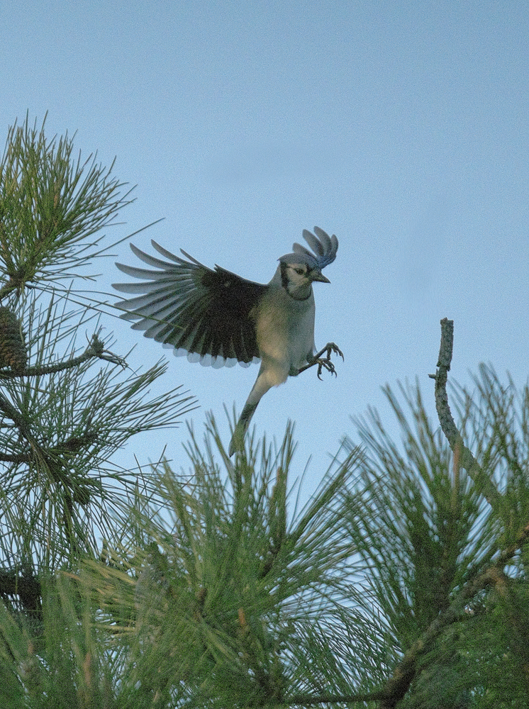 Blue Jay