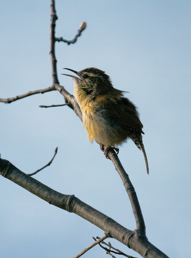 Carolina Wren