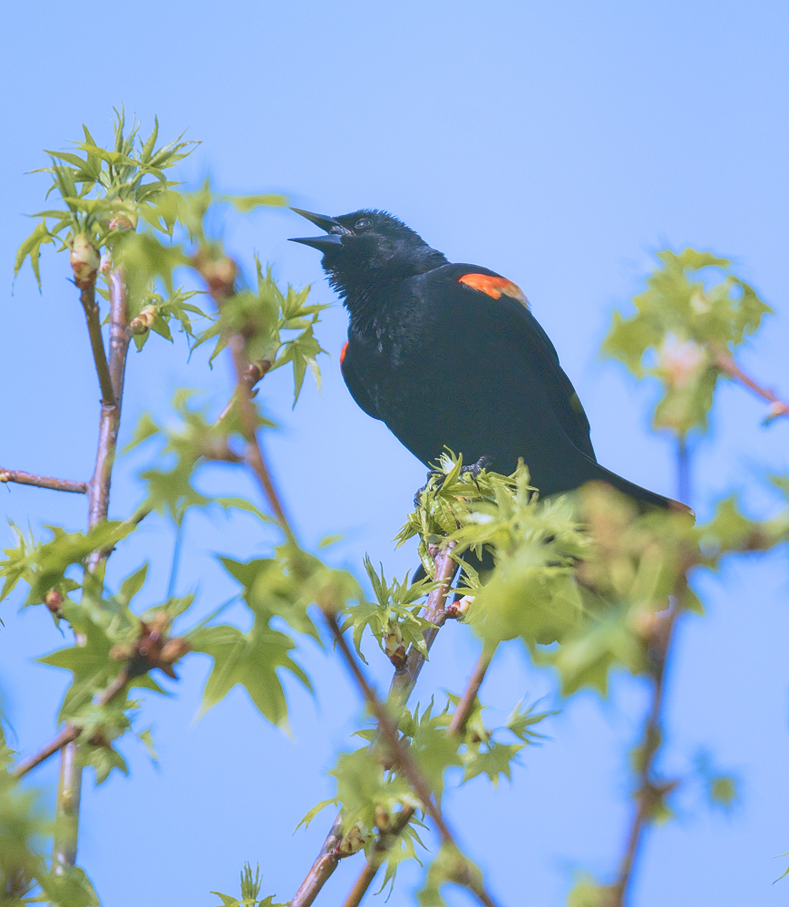 Red Winged Blackbird