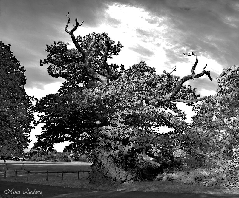 Ancient Chestnut