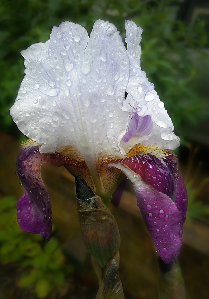 Wet Iris