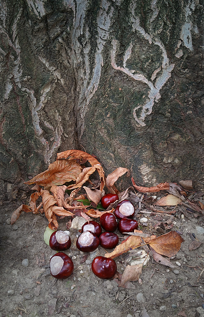w-Chestnut.jpg