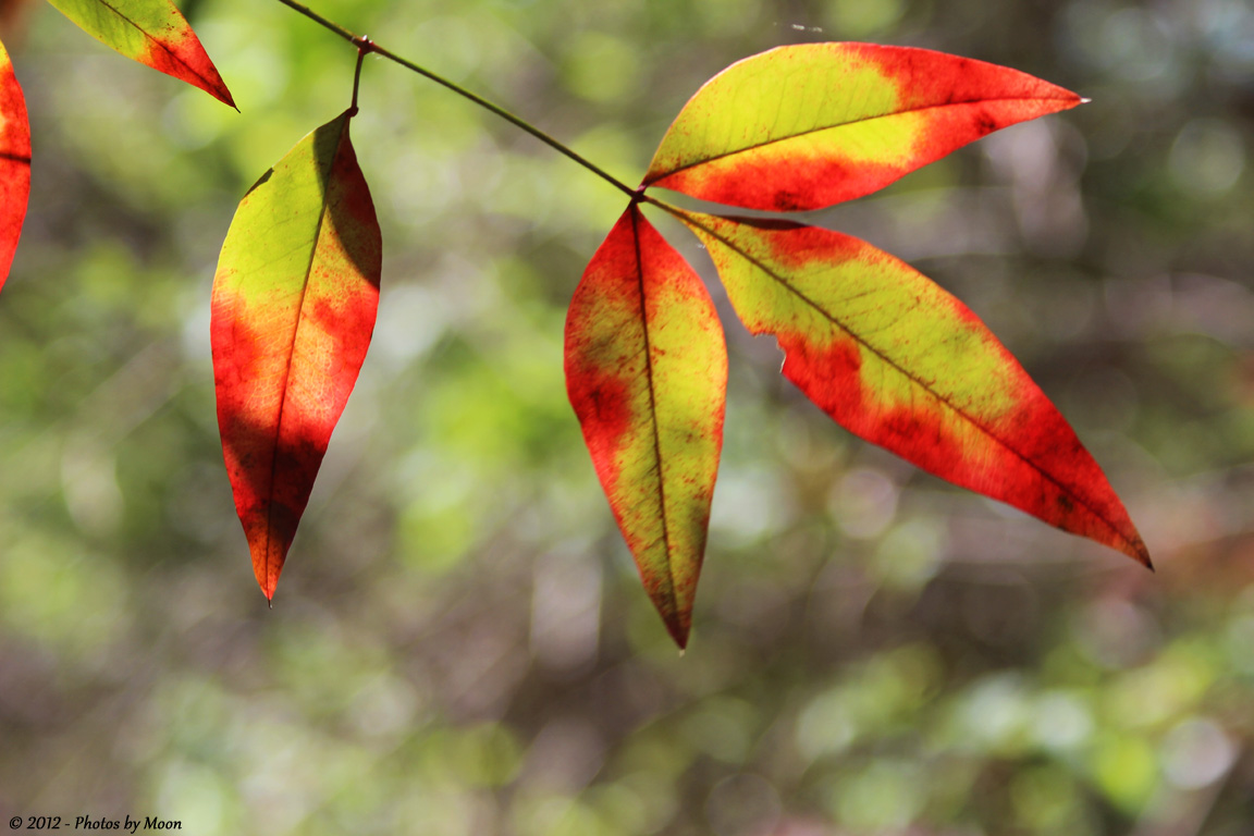 March 23rd 2012 - These are Leaves - 0437.jpg