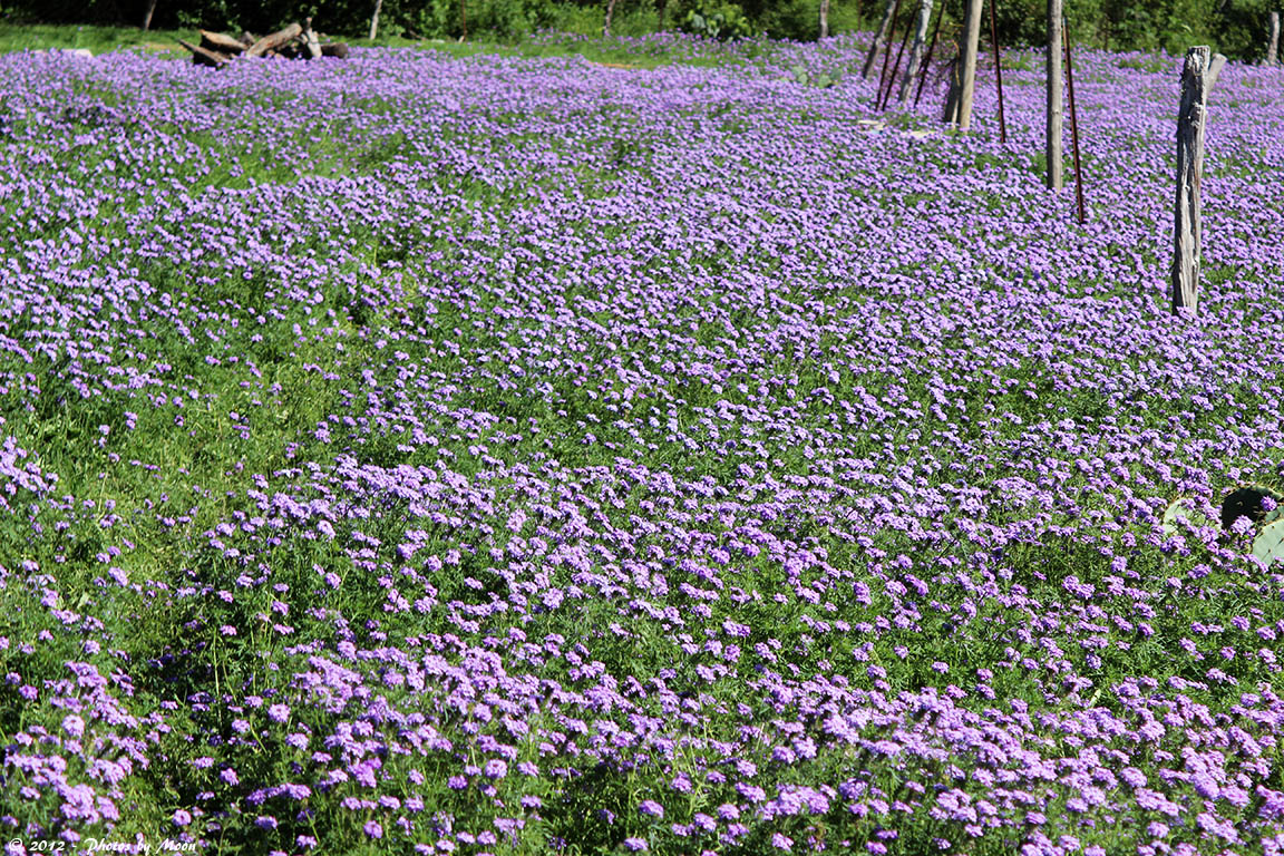 April 4th 2012 - Field of Flowers - 0461.jpg