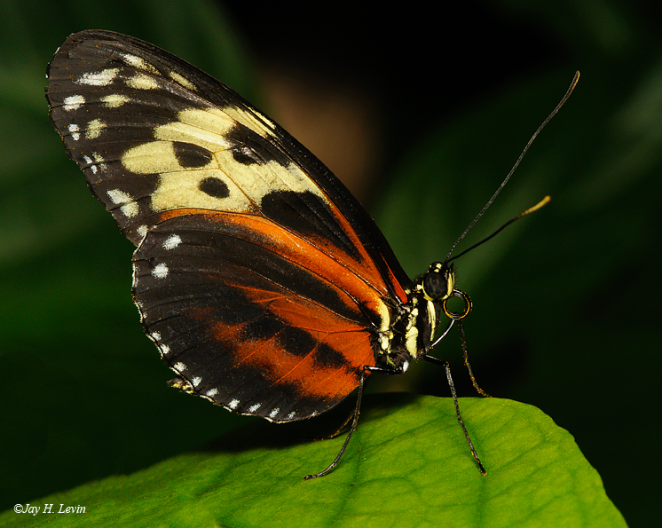 Tiger Longwing