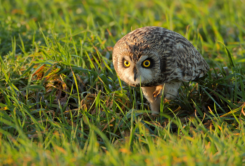 Short-eared owl-Asio flammeus
