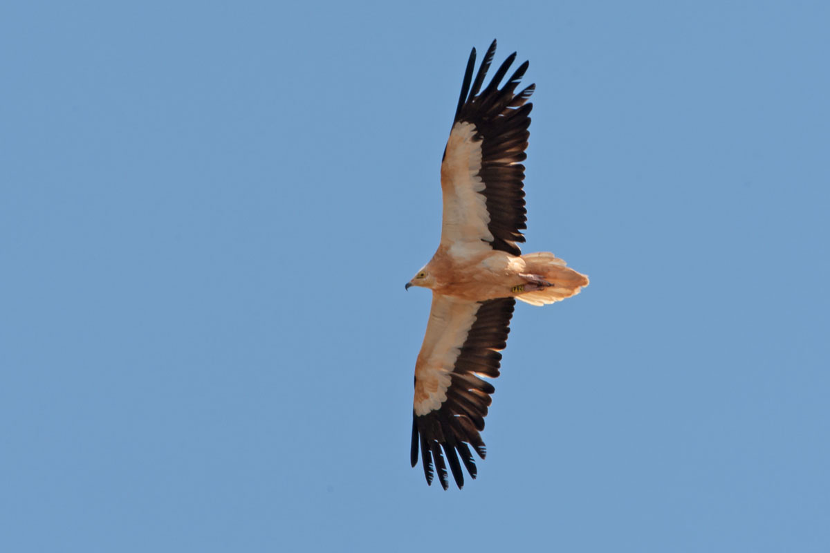 Egyptian Vulture 