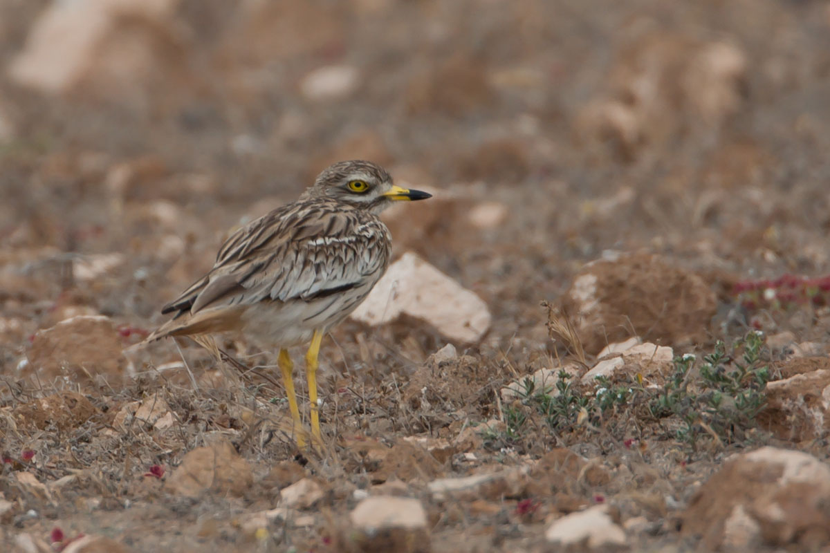Stone Curlew