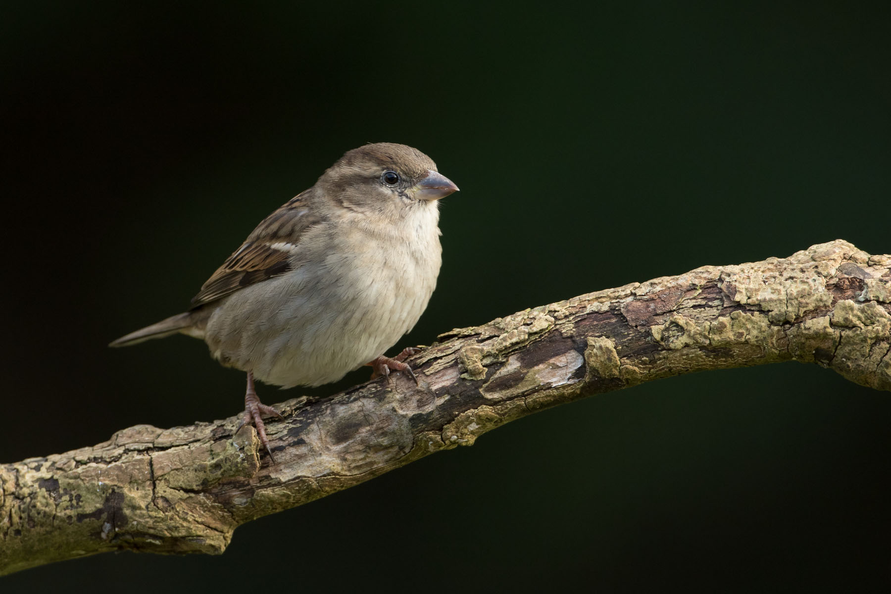 House Sparrow