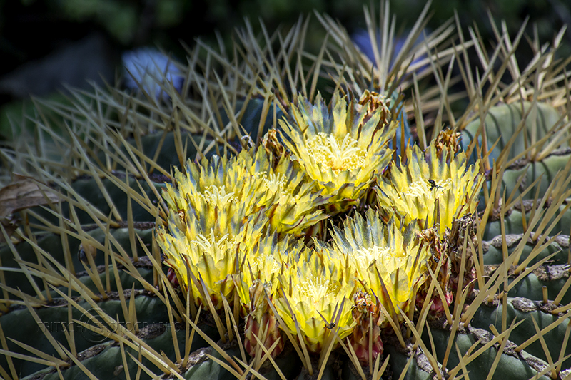 Cactus Flower, Montjuic, Barcelona