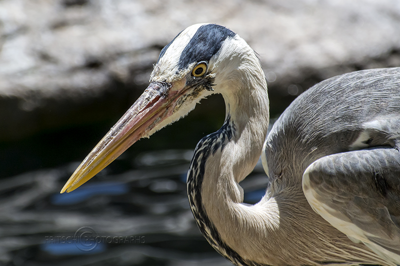 Great Blue Heron, Barcelona