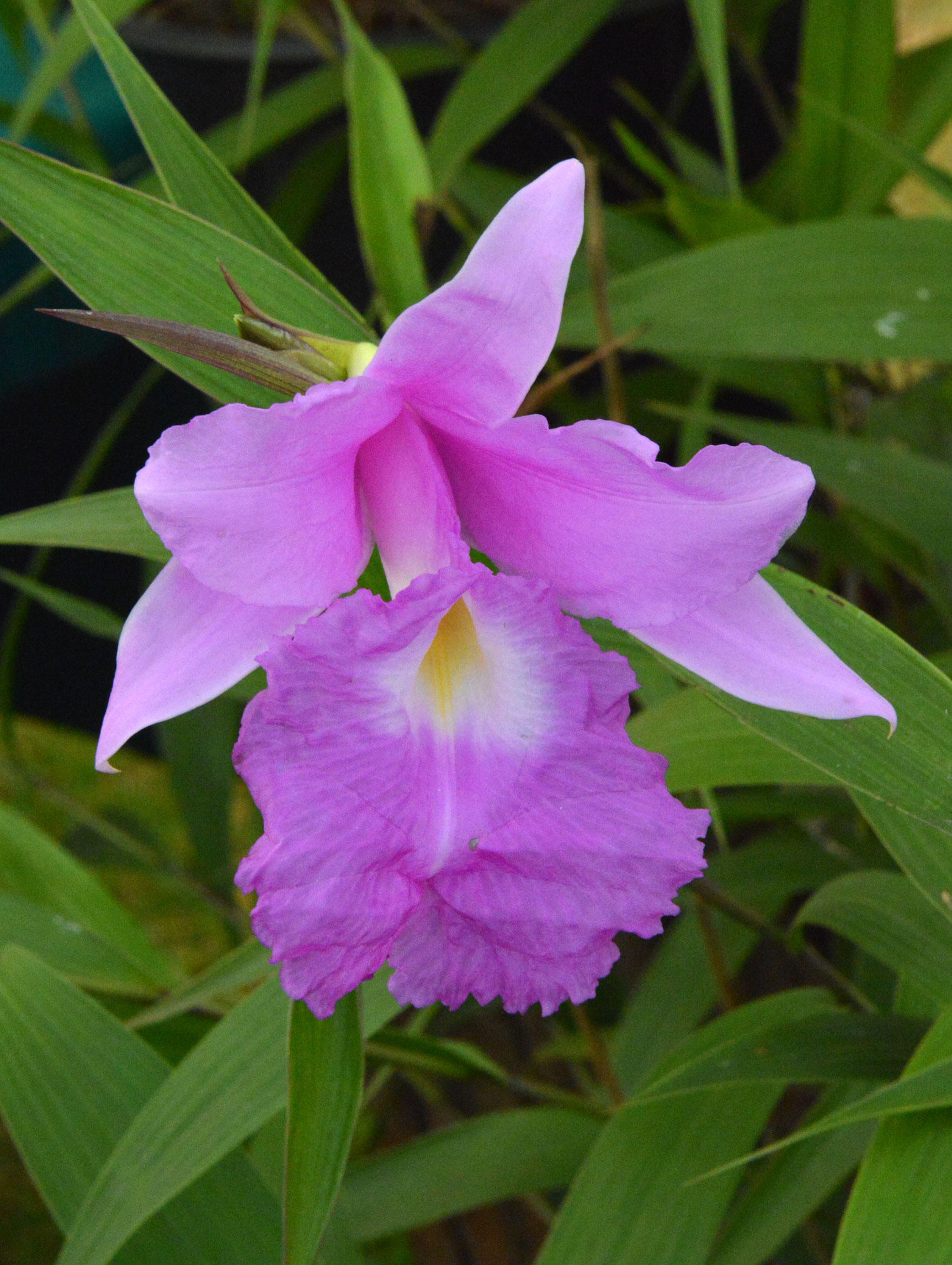 sobralia-macrantha