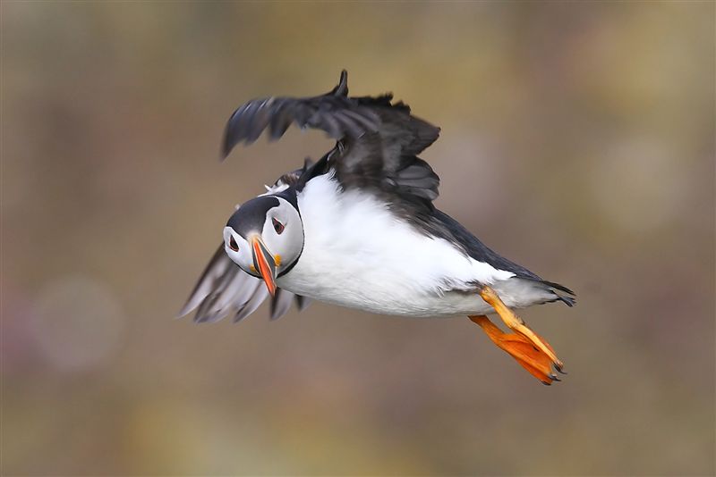 Puffin 