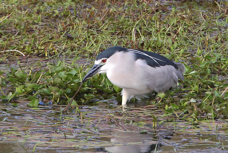 Night Heron