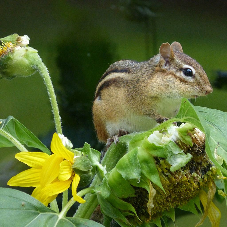 1. Chubby Chippy