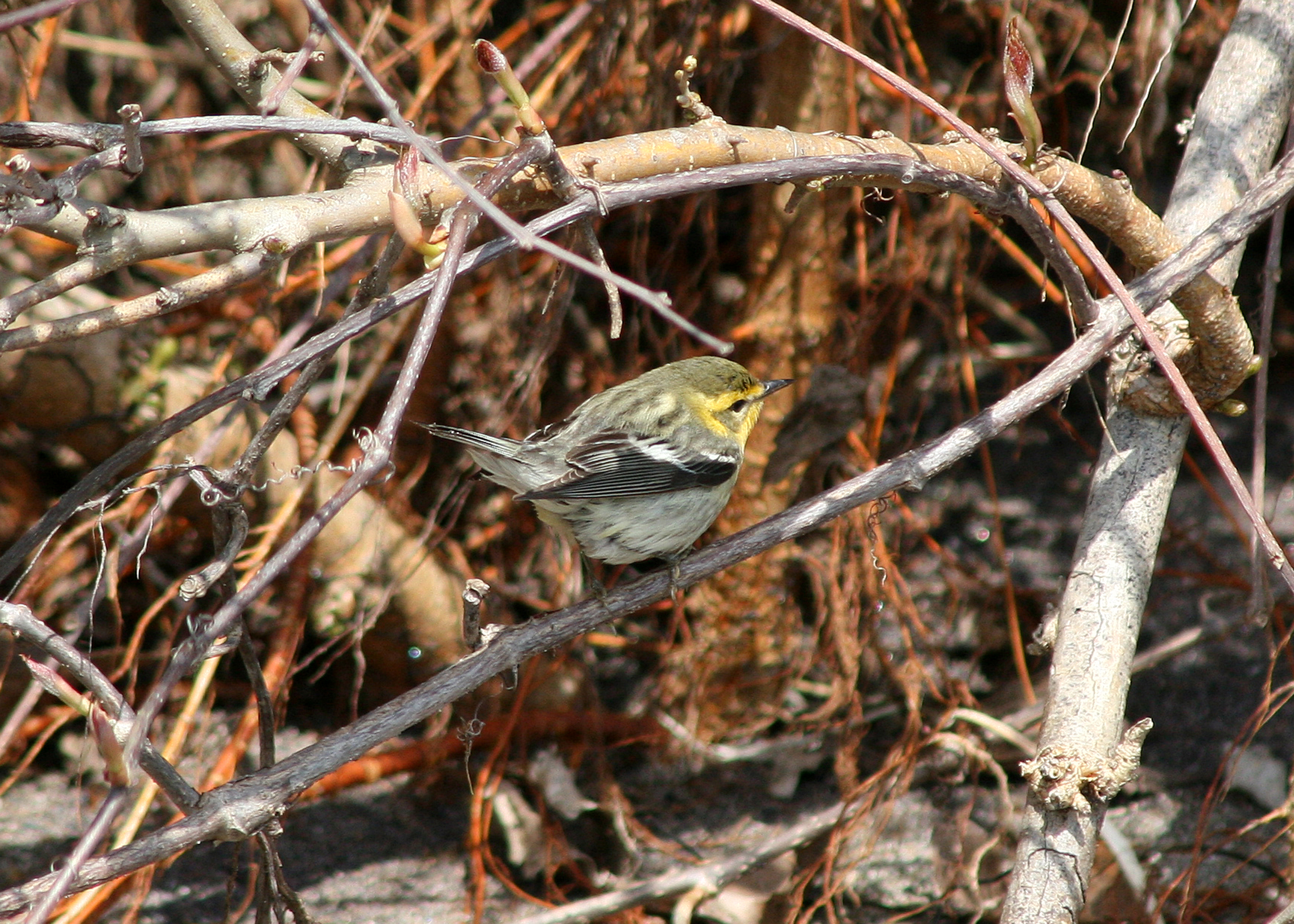 Blackburnian Warbler