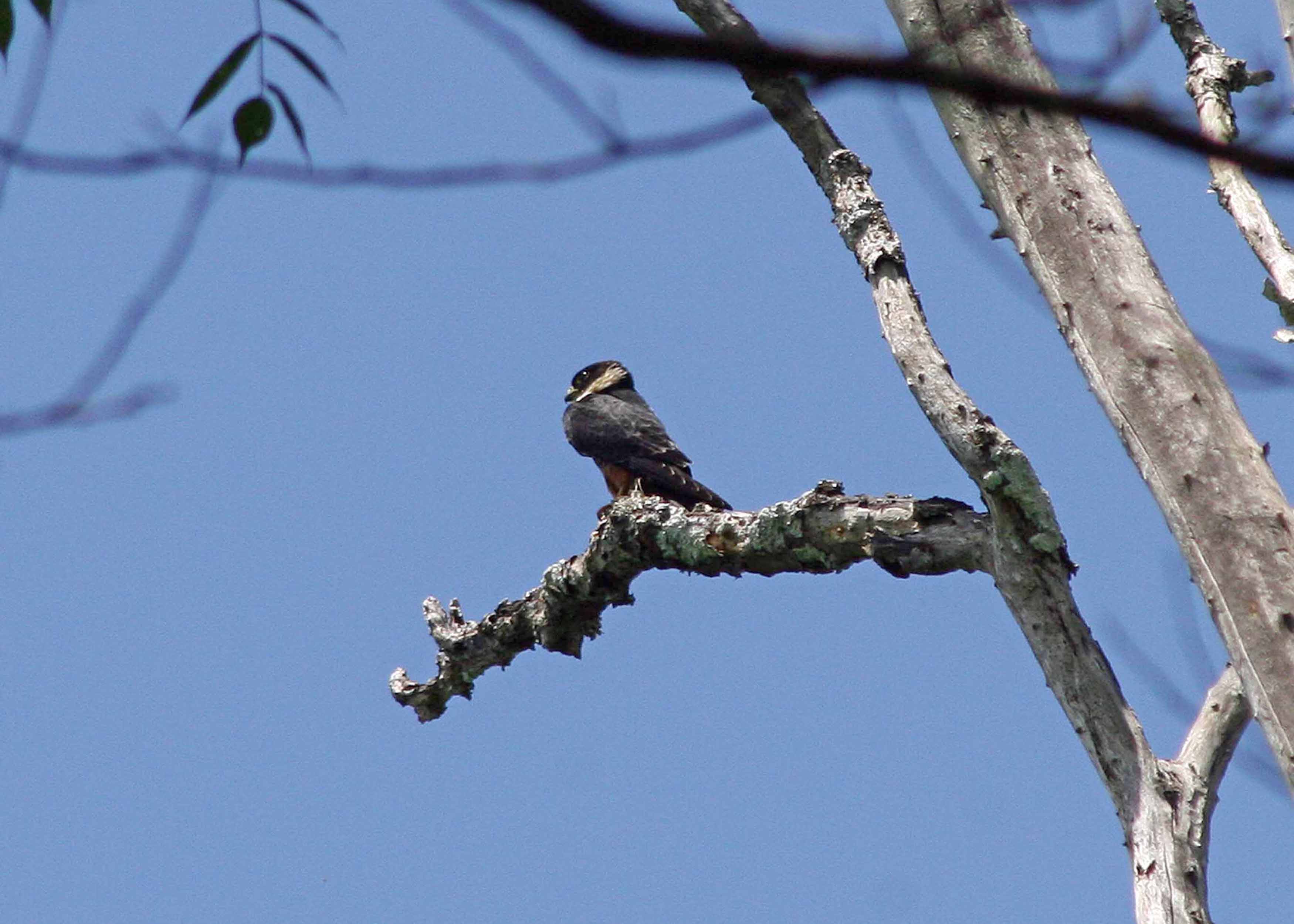 bat falcon_2.JPG