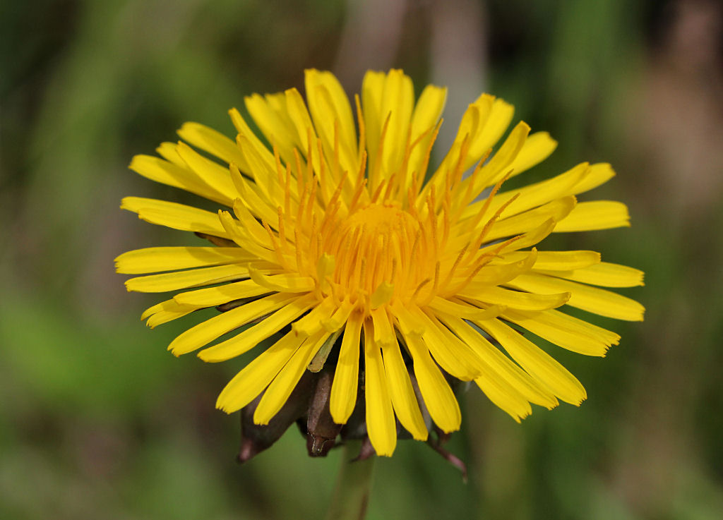 Dandelion.