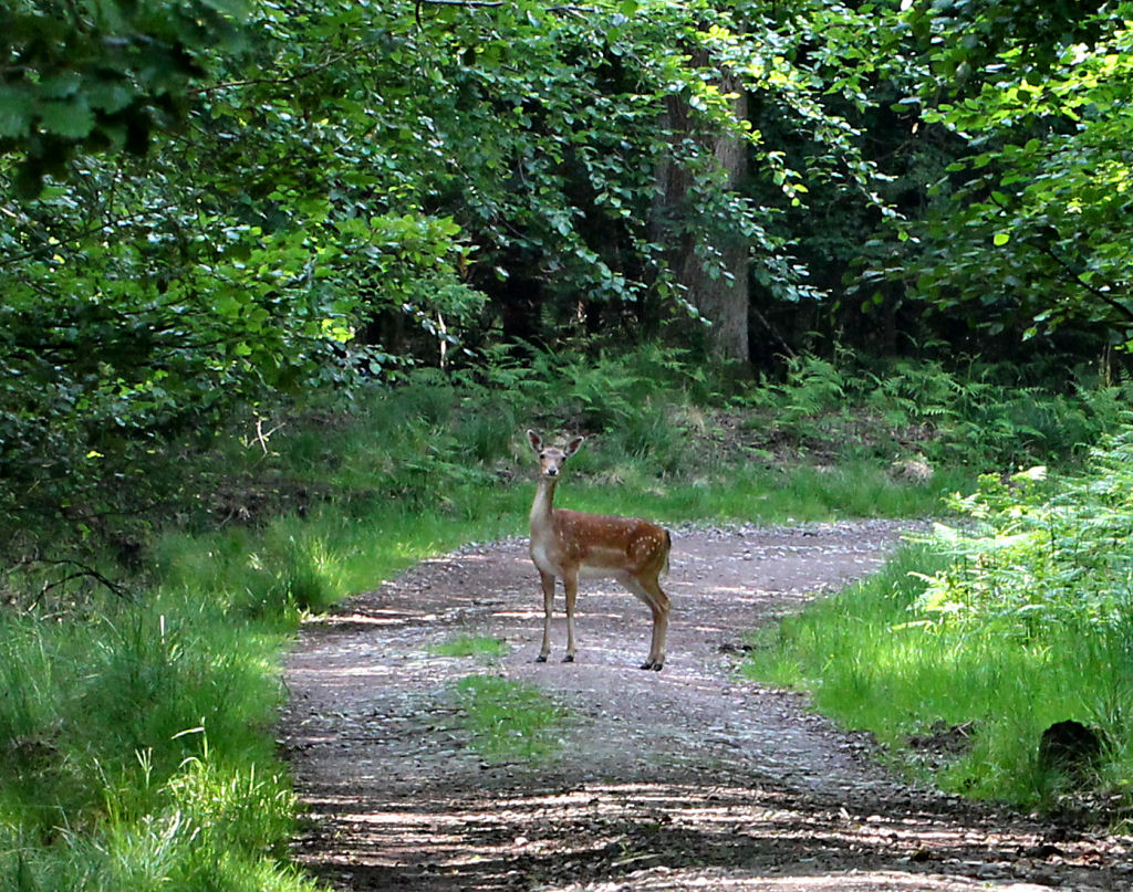 Fallow Deer.