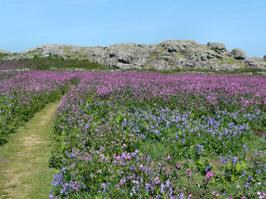 Skomer Island.