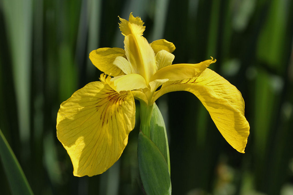 Iris.