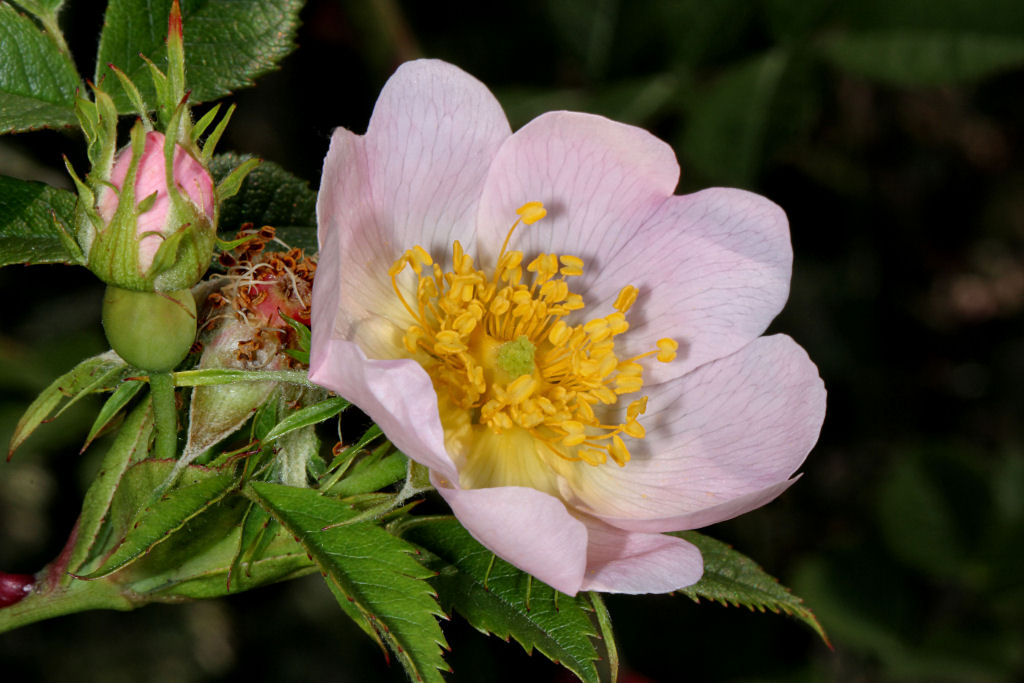 Dog Rose.