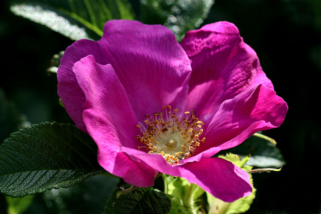 Rose.