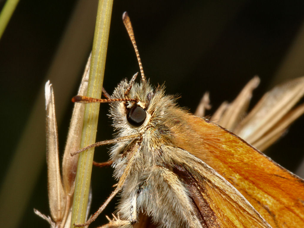 Small Skipper.