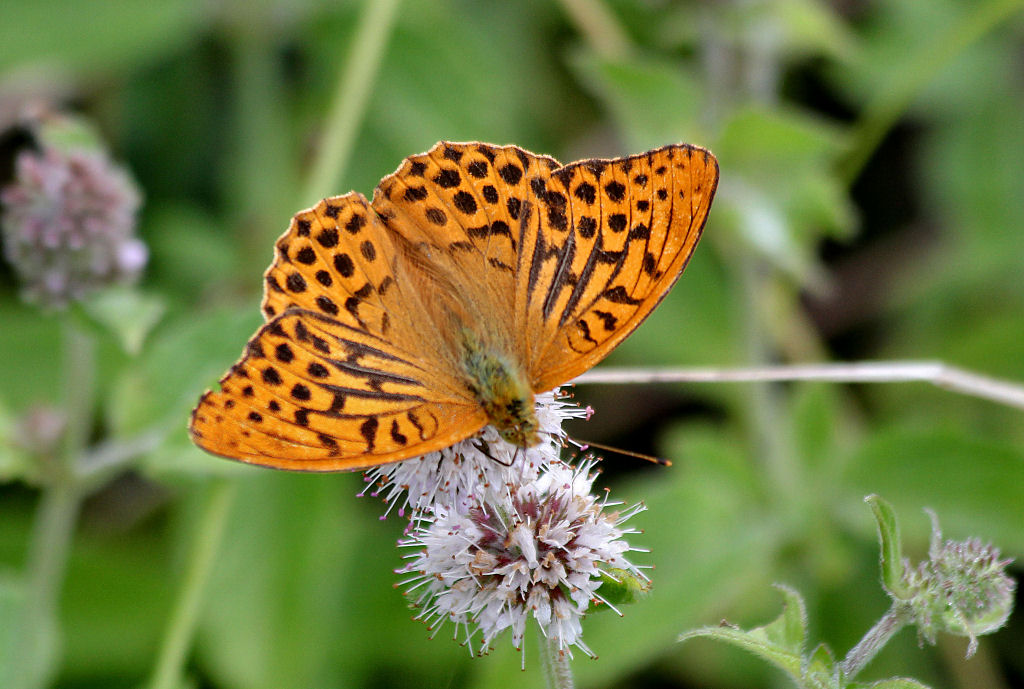 Male Silver-Washed Fritillary Butterfly.