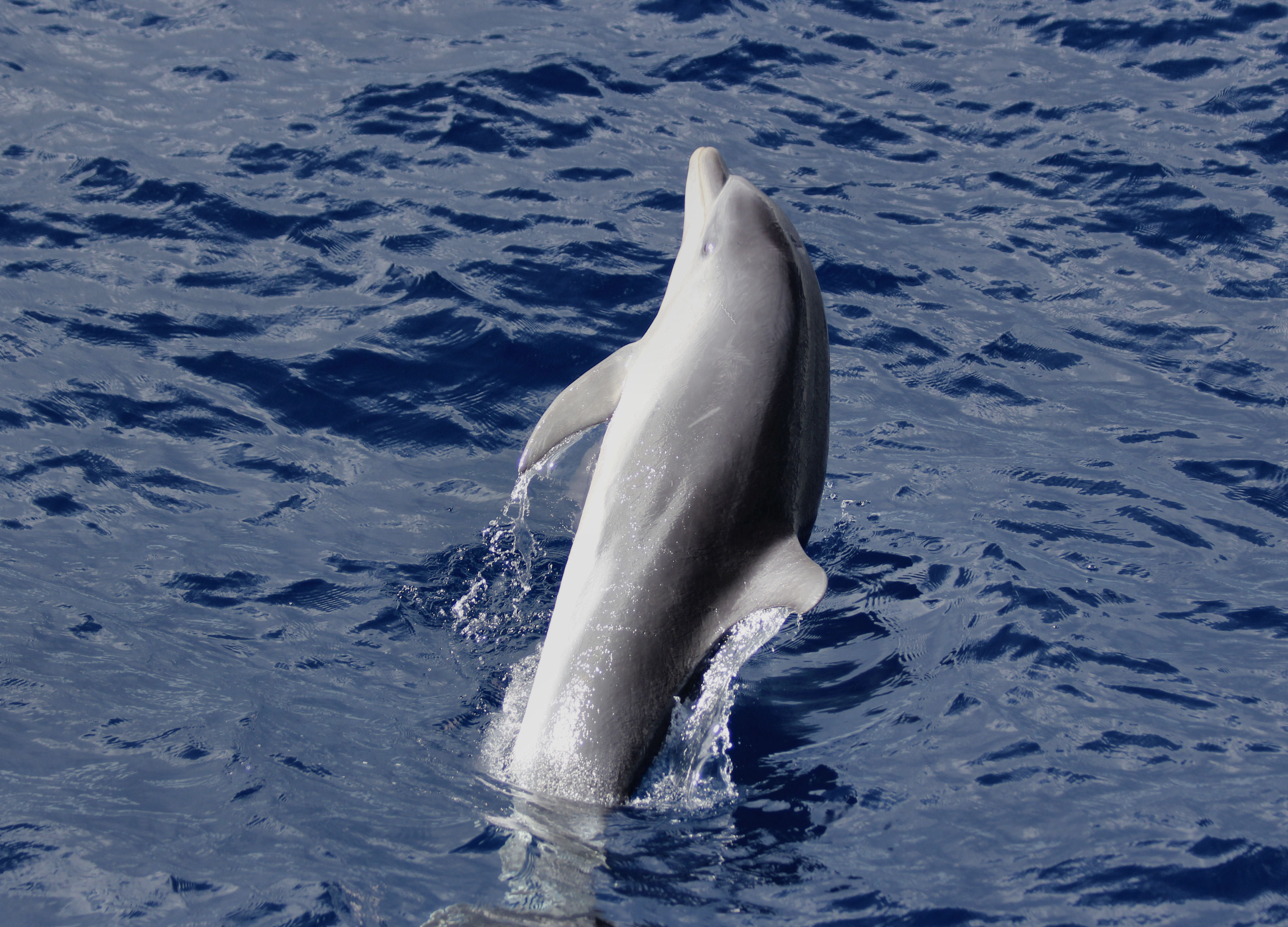 Bottlenose Dolphin.