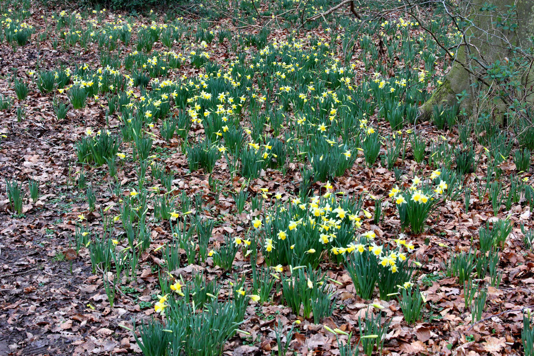 Wild Daffodils.