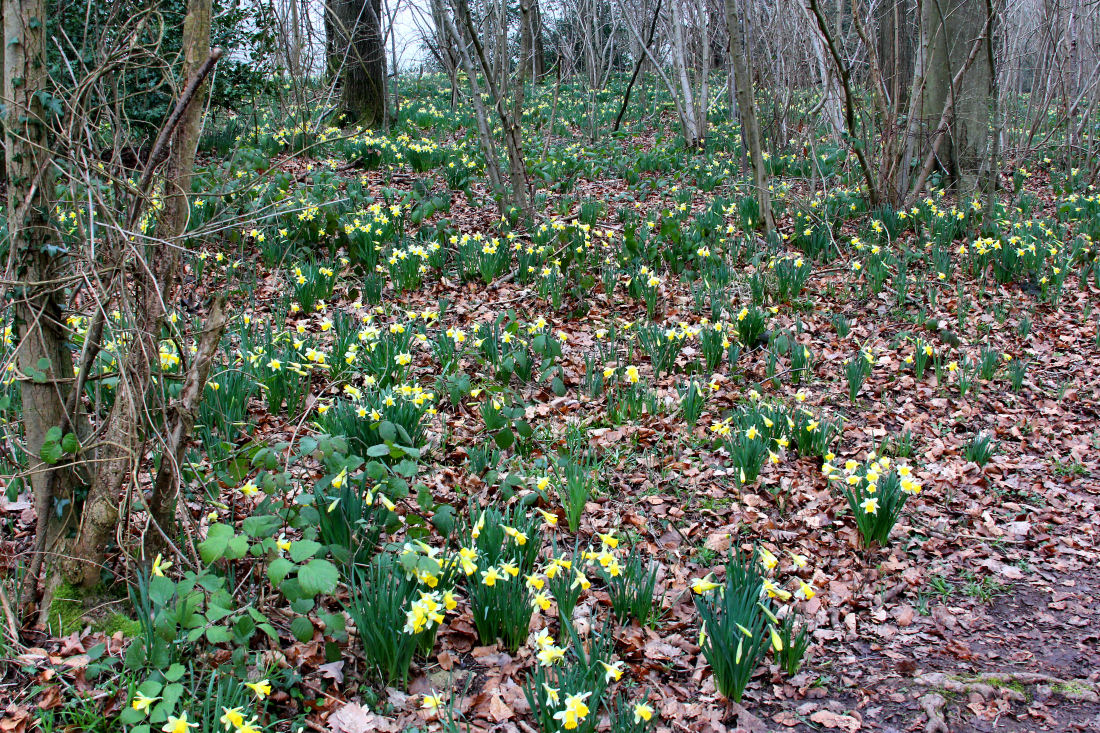 Wild Daffodils.
