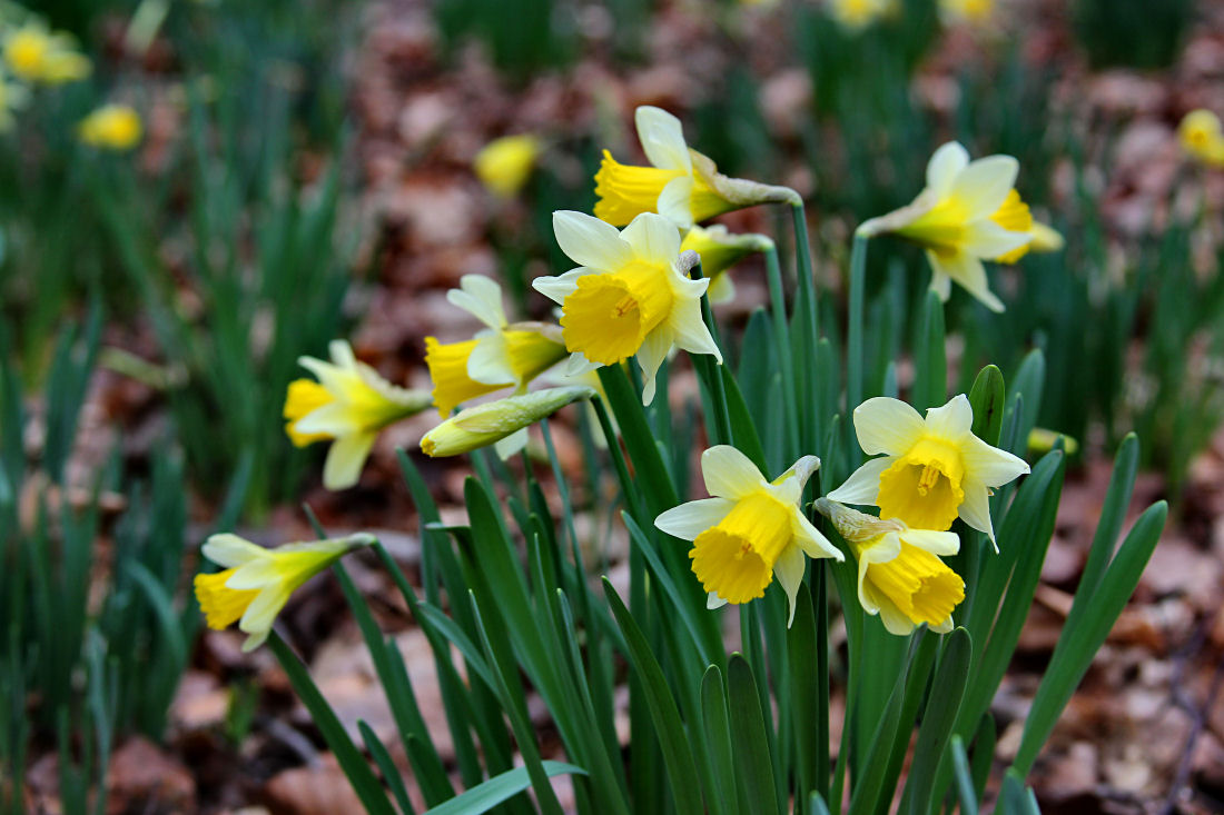 Wild Daffodils.