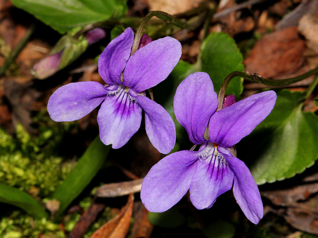 Violet.