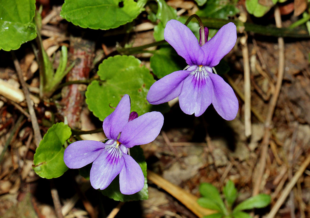 Violets.