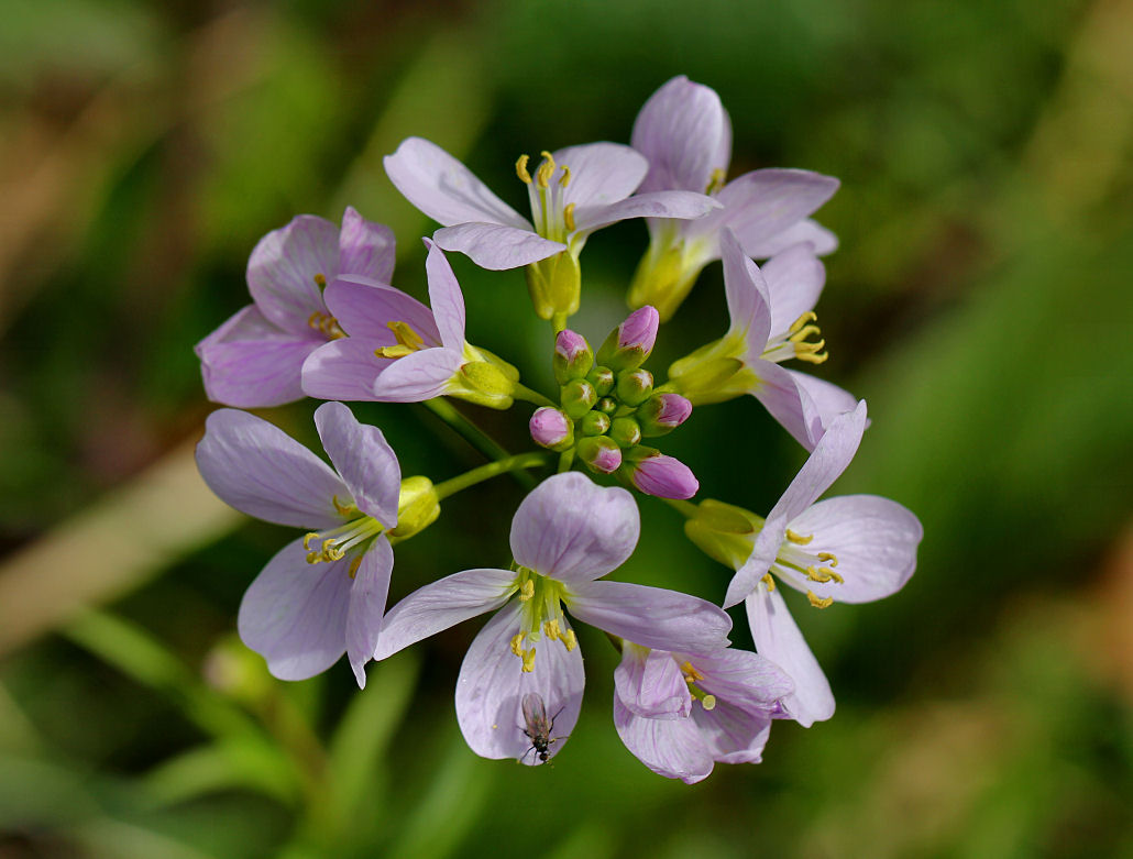 Cuckoo Flower (Cardamine pratensis).