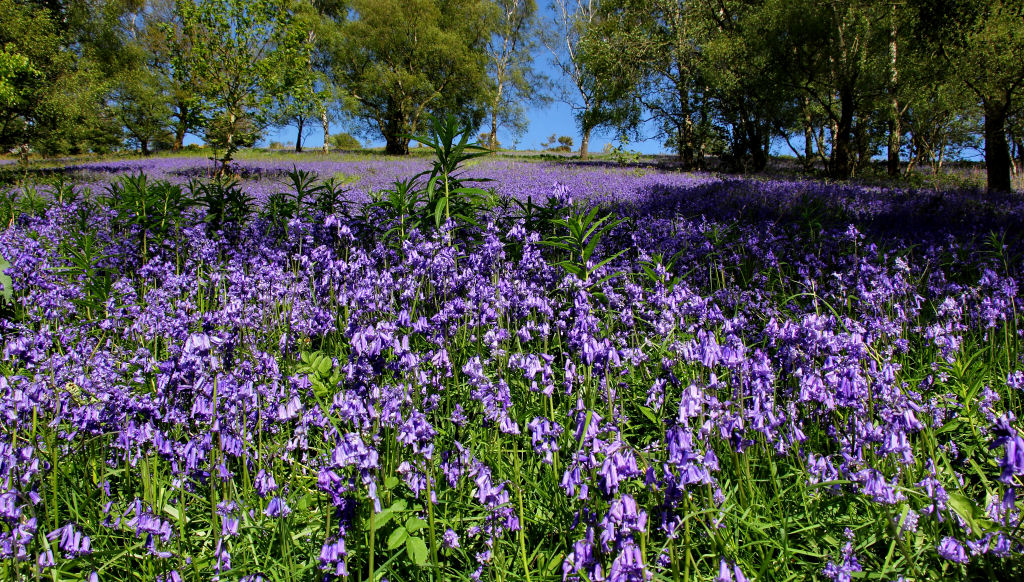 Bluebells.