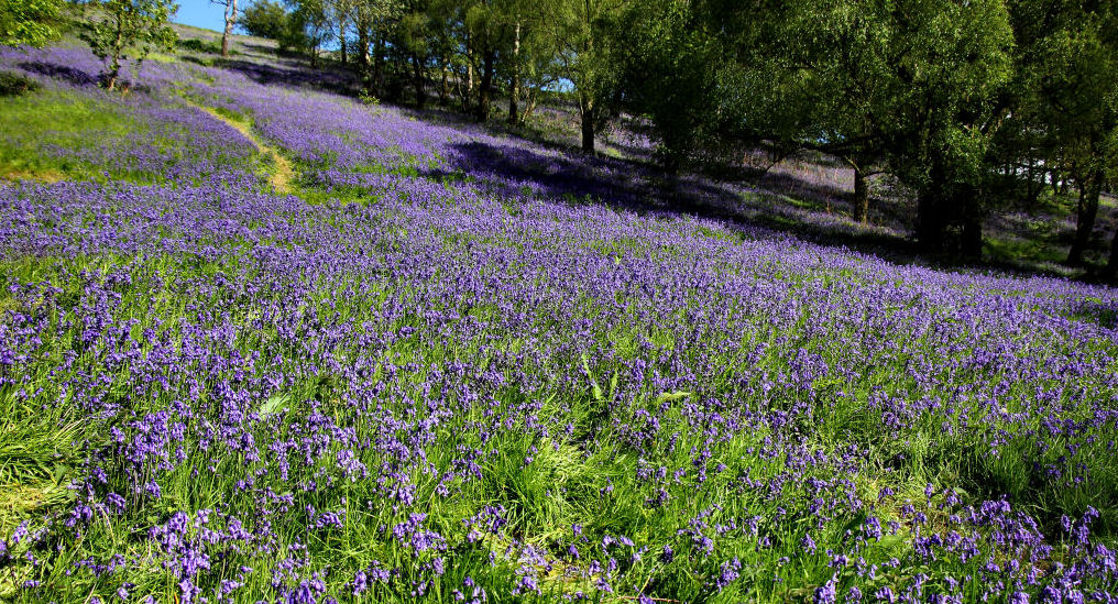 Bluebells.