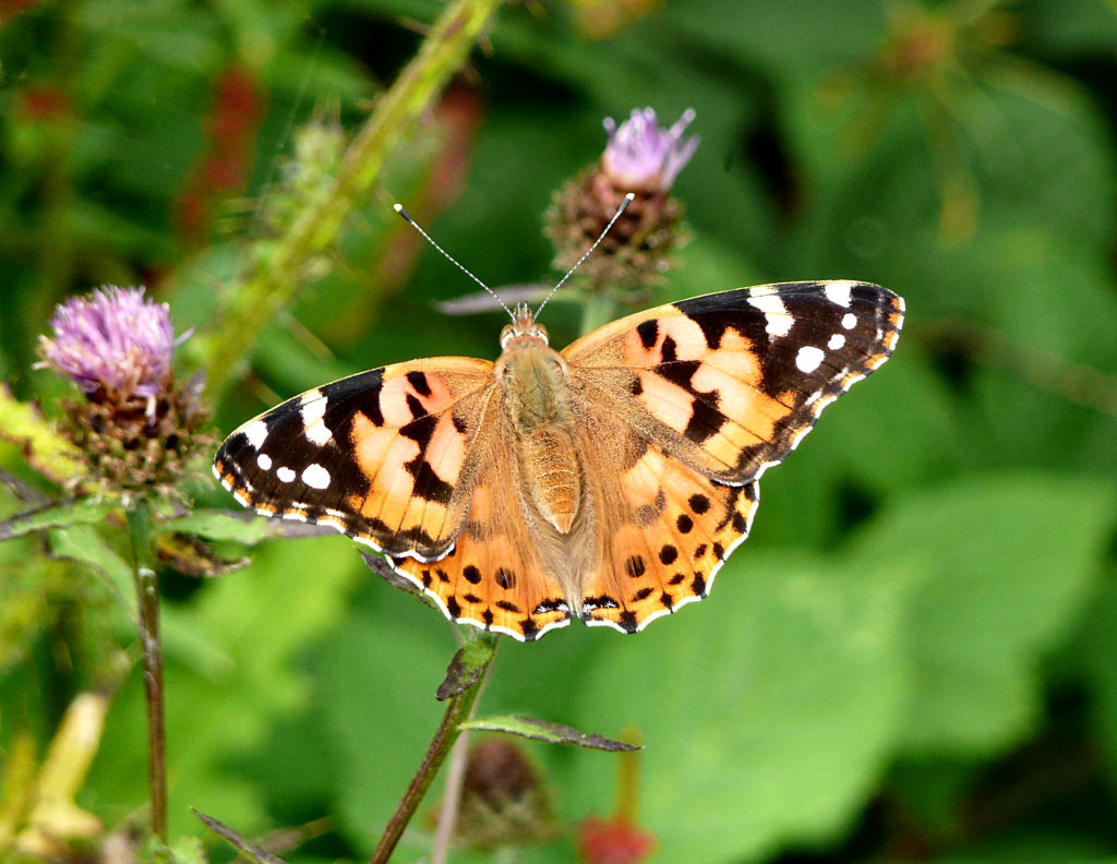 Painted Lady.