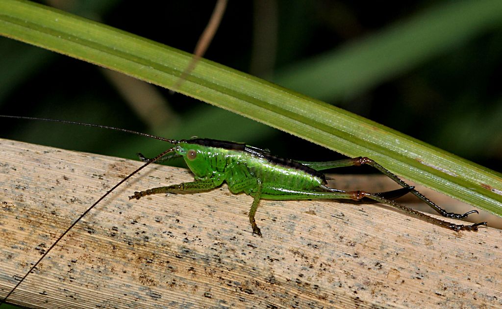 Conocephalus dorsalis.