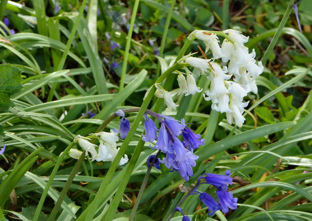 Bluebells & Whitebells.