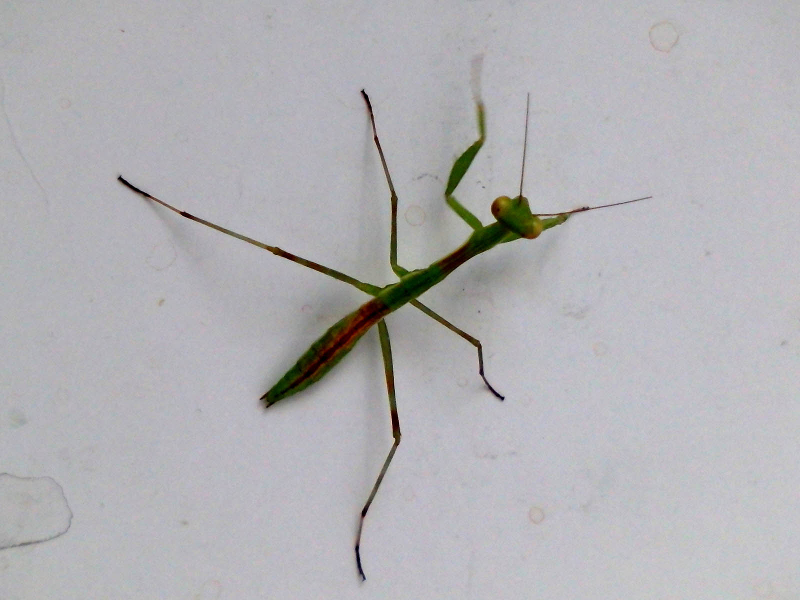 Praying Mantis 5