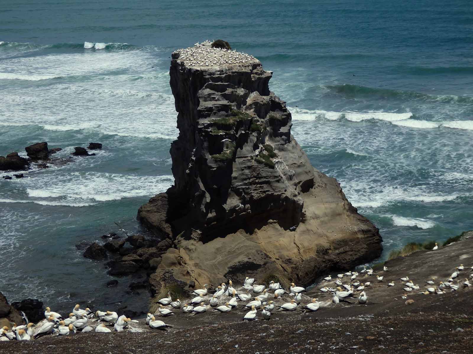 Motutara Island 2