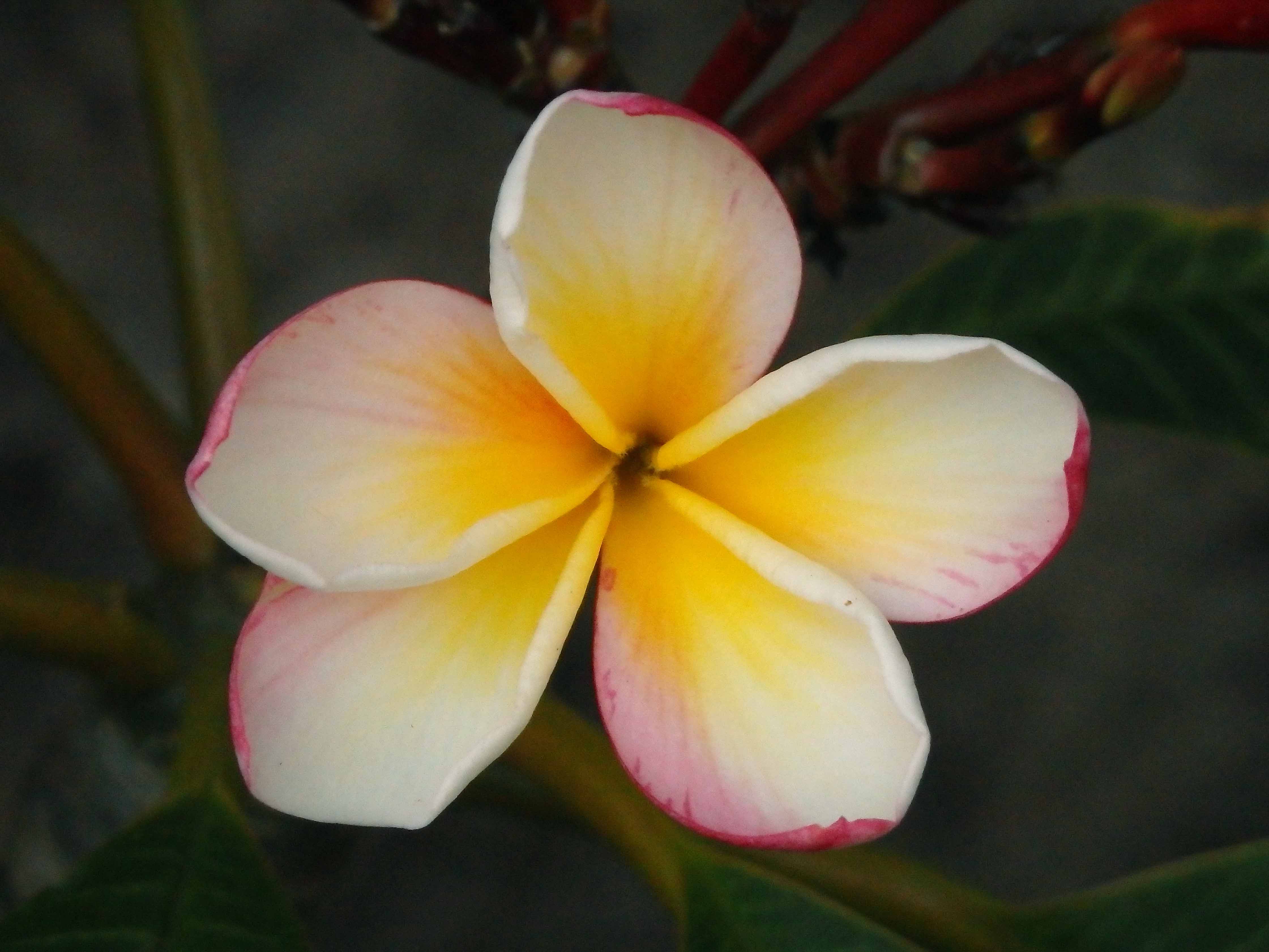 Frangipani 2